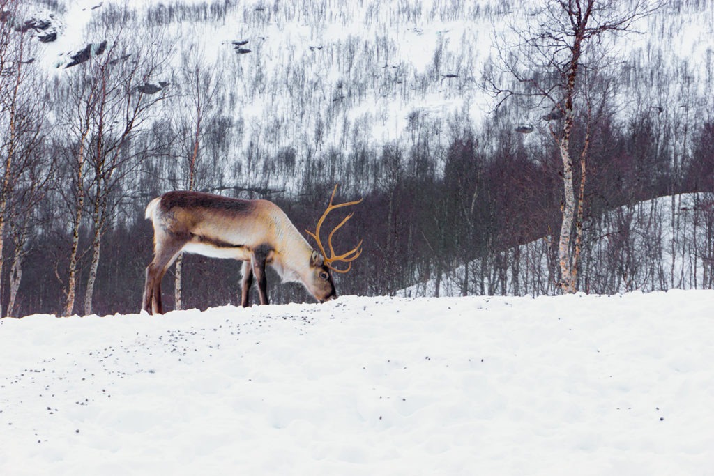 A Norwegian Reindeer in search of food