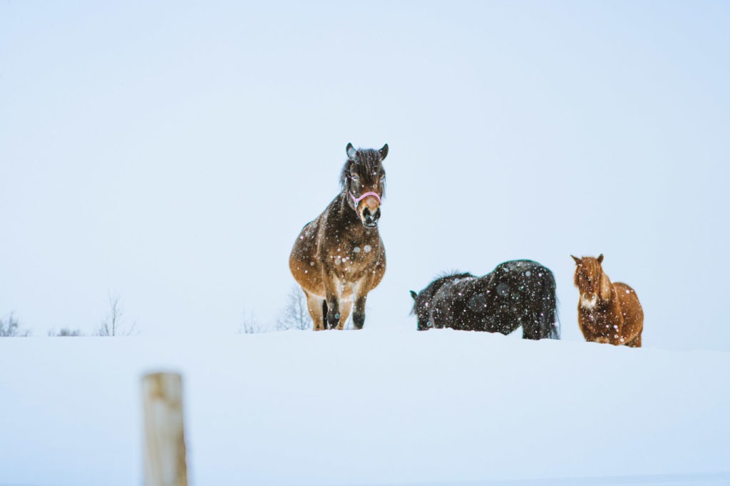   With an average shoulder height of 130 centimetres, the Lyngen horse classifies as a pony. However, it is referred to as a horse because of its strong, long built body.  