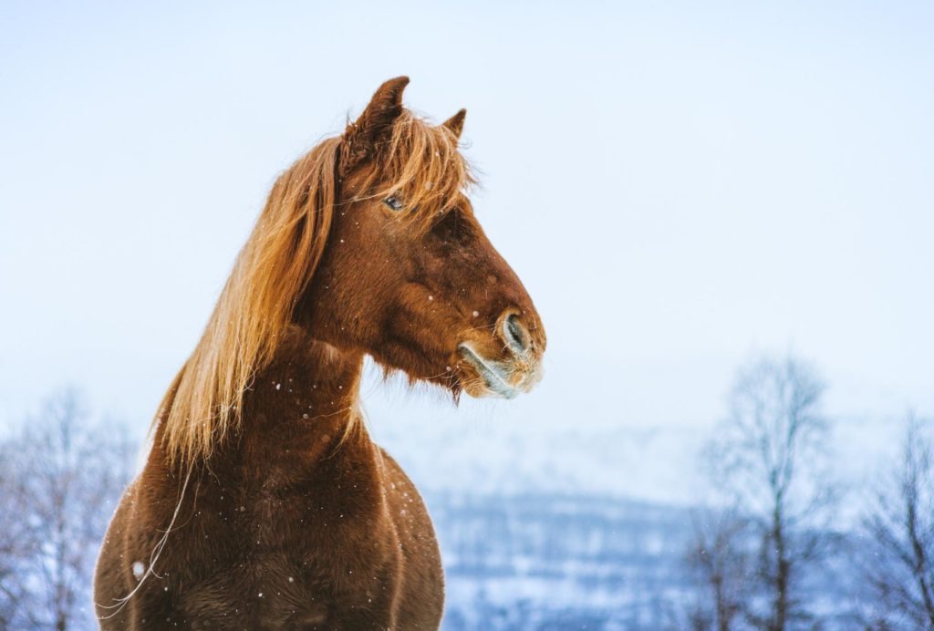 The Lyngen horse is a majestic beast.